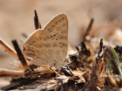 Aphnaeus lilacinus
