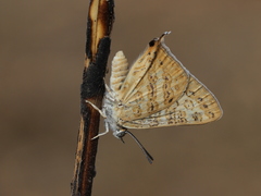 Aphnaeus lilacinus