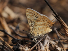 Aphnaeus lilacinus