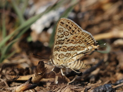 Aphnaeus lilacinus
