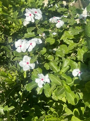 Catharanthus roseus