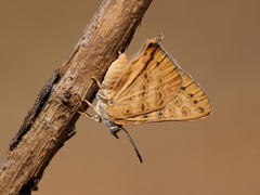 Aphnaeus lilacinus