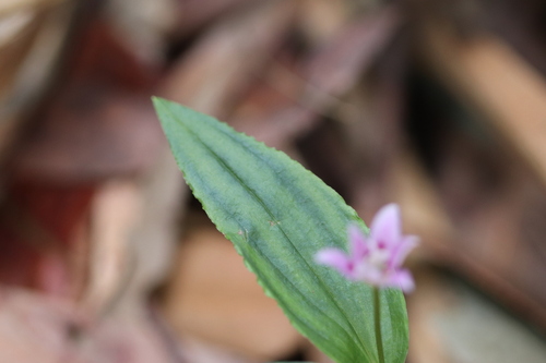 Image of Lilac Lily (Schelhammera undulata) by (c) Liam southwell, some rights reserved (CC BY)