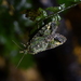 Phycomorpha metachrysa - Photo (c) Christopher Stephens, alguns direitos reservados (CC BY-SA), enviado por Christopher Stephens