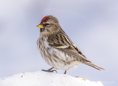 Arctic Redpoll photo 5