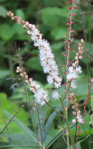 Southern bugbane (Actaea biternata)