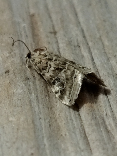 Old World Webworm