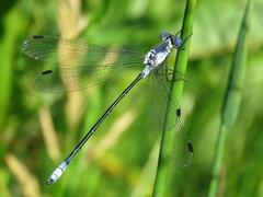 Lestes macrostigma