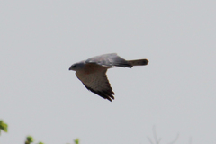 Accipiter brevipes