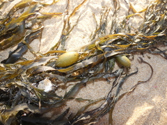 Phyllospora comosa