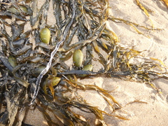 Phyllospora comosa