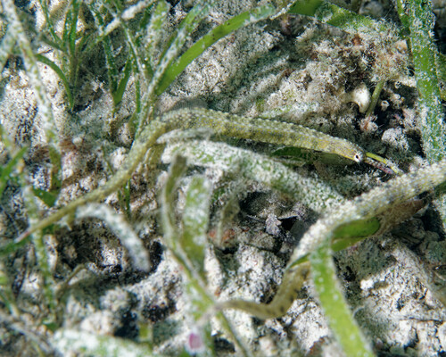 Manyspotted pipefish (Corythoichthys polynotatus) — Syngnathidae