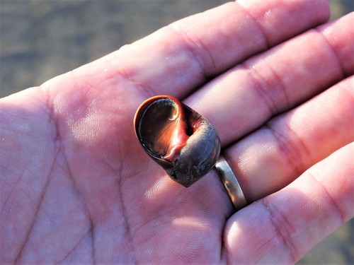 Sordid Moon Snail
