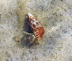 Batillaria australis