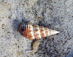 Batillaria australis