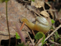 Fruticicola fruticum