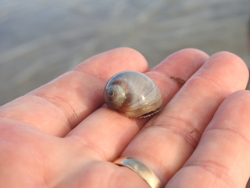 Sordid Moon Snail