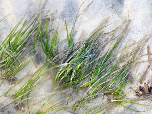 Zostera capricorni observed 2019-03-10