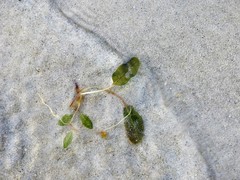 Halophila ovalis