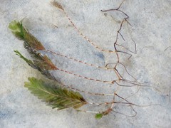 Halophila spinulosa