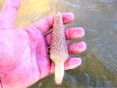 Veretillidae