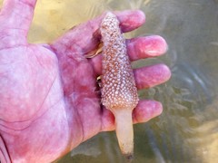 Veretillidae
