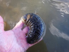 Holothuria scabra