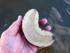 Holothuria scabra