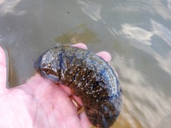 Holothuria scabra
