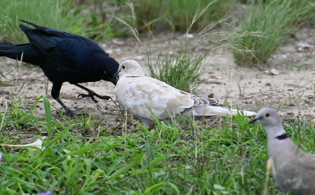 Eurasian CollaredDove from Nueces County, TX, USA on October 7, 2023 at 0446 PM by Michael