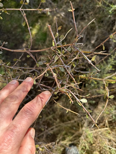 Aristotelia fruticosa, photograph 4
