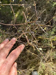 Ian Dickie, CC BY, iNaturalist via GBIF Aristotelia fruticosa, photograph Ian Dickie, CC BY, iNaturalist via GBIF