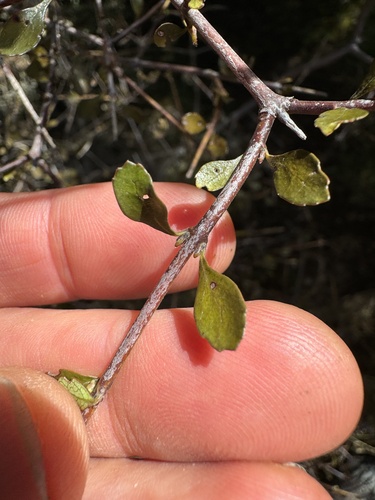 Aristotelia fruticosa, photograph 5
