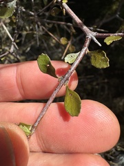 Ian Dickie, CC BY, iNaturalist via GBIF Aristotelia fruticosa, photograph Ian Dickie, CC BY, iNaturalist via GBIF