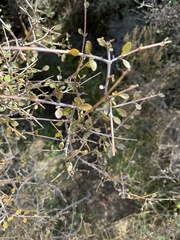 Aristotelia fruticosa, photograph Ian Dickie, CC BY, iNaturalist via GBIF