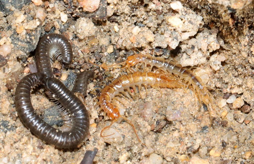 Lithobiidae from Malmesbury, 7300, South Africa on October 7, 2023 at ...