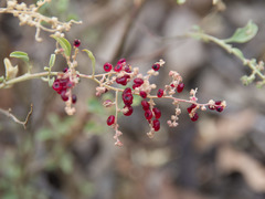 Chenopodium parabolicum
