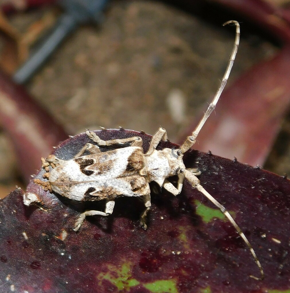 Patterned Longhorn