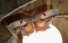 Chorodna complicataria