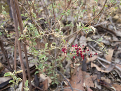 Chenopodium parabolicum