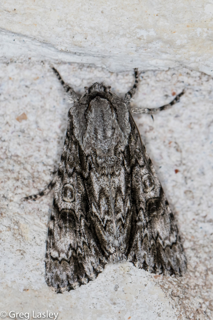 Southern Nearctic and Neotropical Oak Daggers