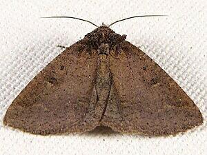 Dixie Zale Moth