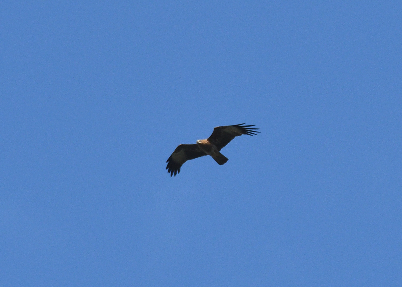 Pernis ptilorhynchus ruficollis
