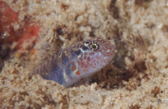 Twin-Occipital Dwarfgoby photo 3