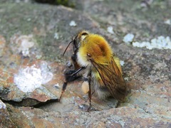 Bombus consobrinus