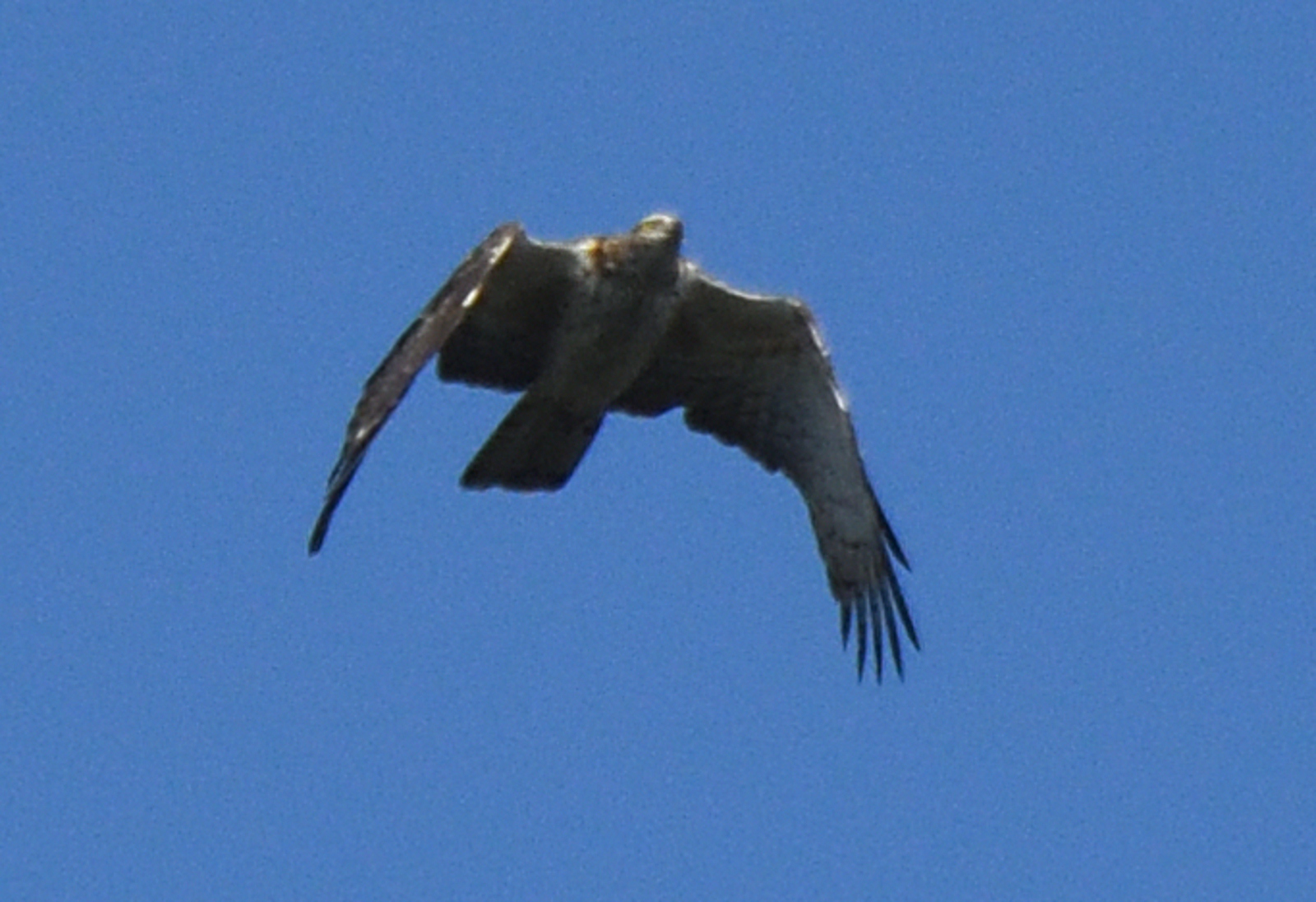 Pernis ptilorhynchus ruficollis