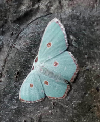 Comostola meritaria