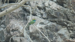 Merops cyanophrys