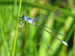 Lestes macrostigma