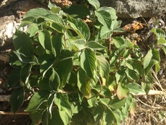 Achyranthes aspera sicula